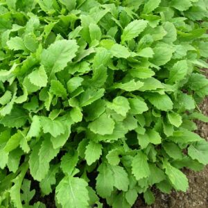 Salad - Rocket - Wasabi Seeds
