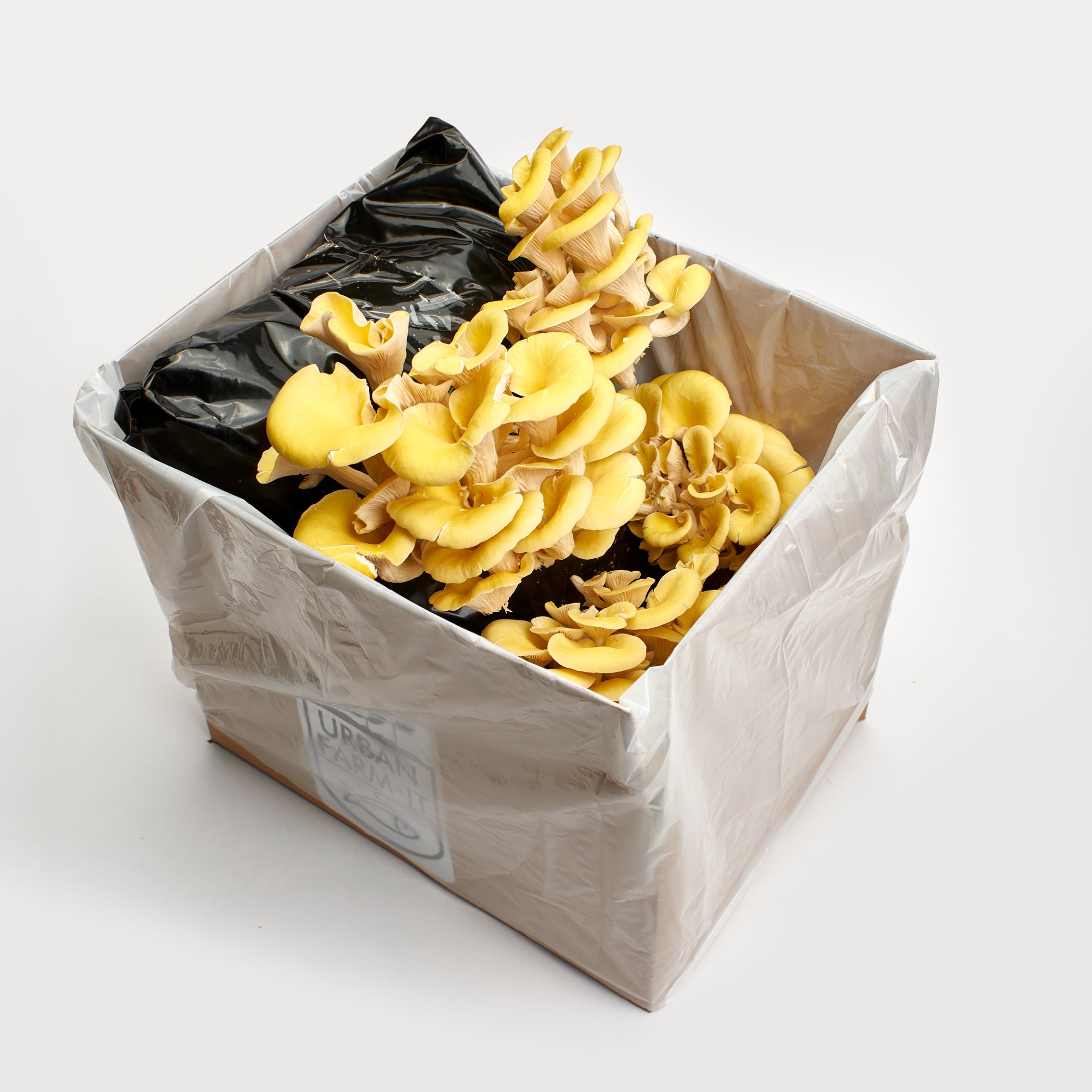 1UrbanFarm-It_MushroomGrowKit_GoldenOyster_3_05421298-40f7-4fe4-9d23-338836cbb1c2.jpg