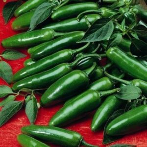 Pepper (Chilli) Serrano Seeds