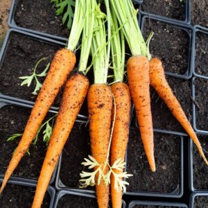Organic Carrot Berlicum Seeds