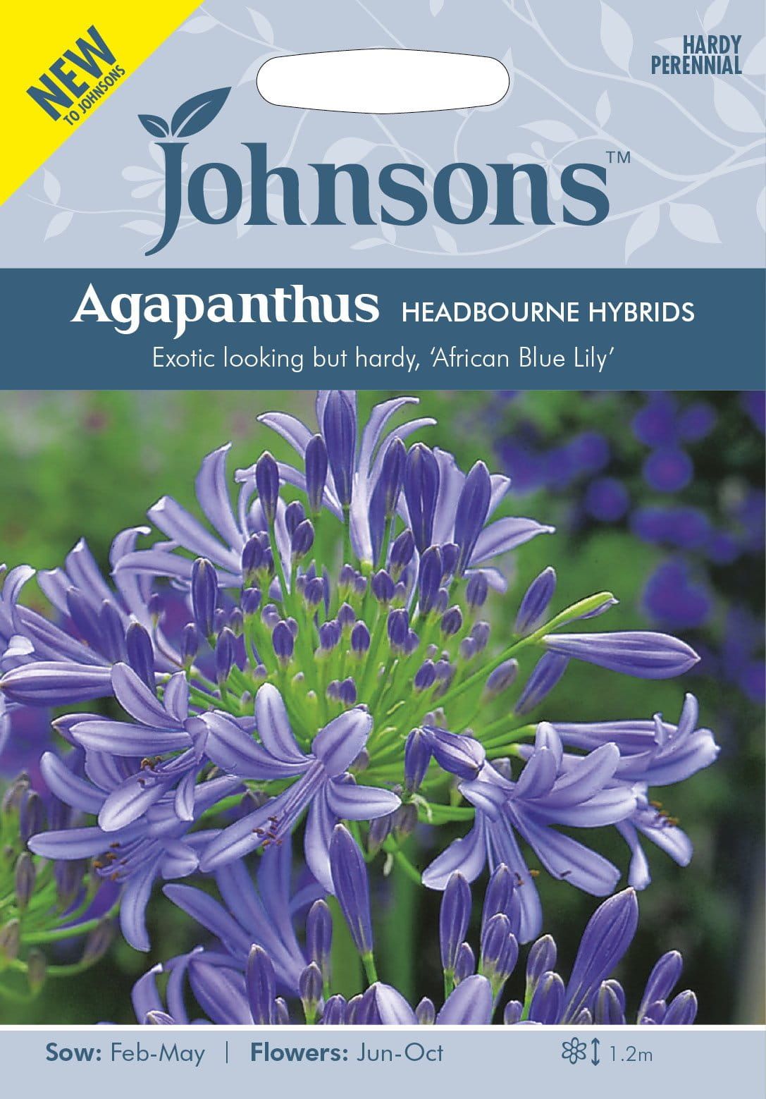 32853AgapanthusHeadbourneHybrids_comp_98718f78-8772-430c-b32b-84b7e06fb7bd.jpg