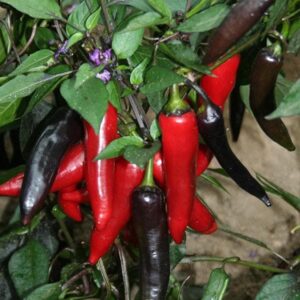 Pepper Vampire Seeds