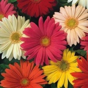 Gerbera Jamesonii Hybrids Seeds - Reduced due to short life