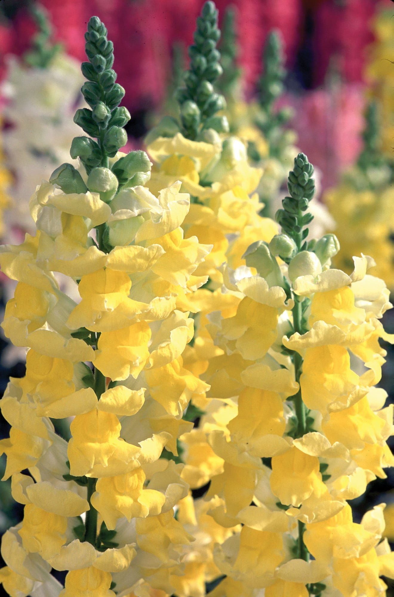 Antirrhinum_Liberty_Yellow_01_comp_00d0fa74-7aeb-41eb-a525-b8cc5fa0f889.jpg