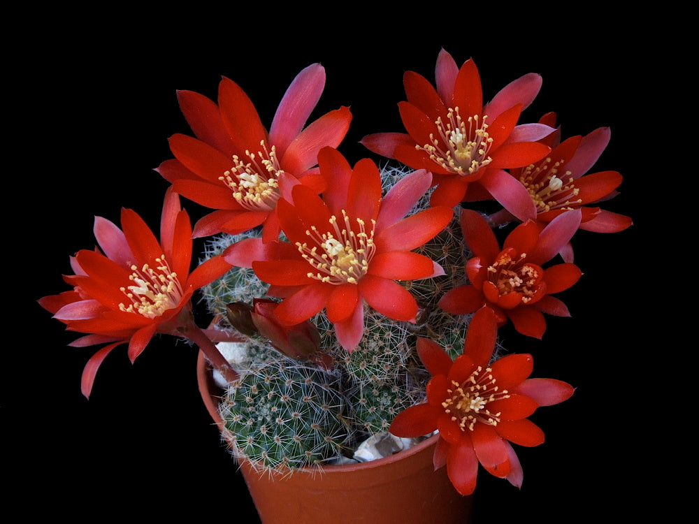Aylosteraspegazziniana.jpg