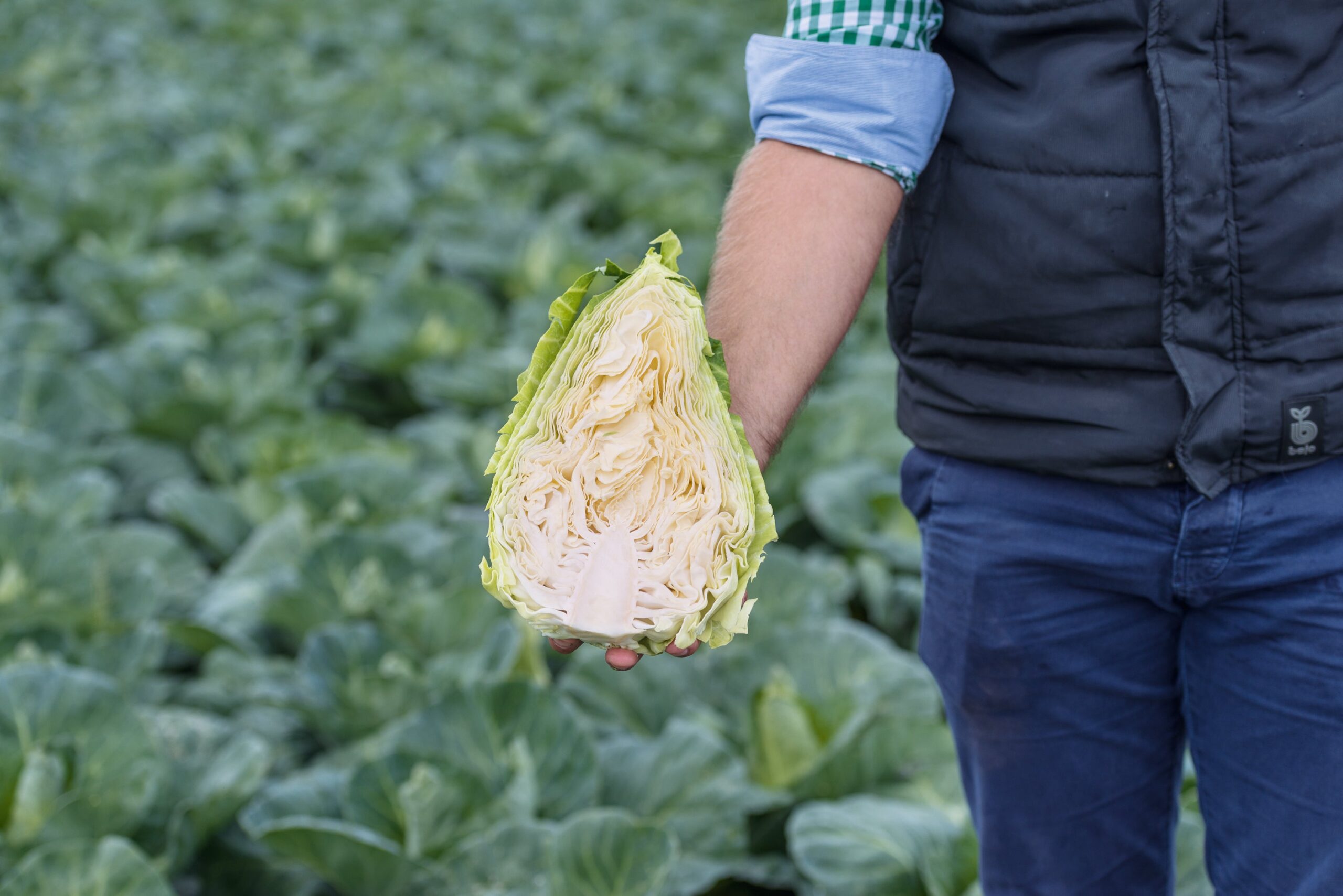 CabbageCaraflexELS-scaled-1.jpg