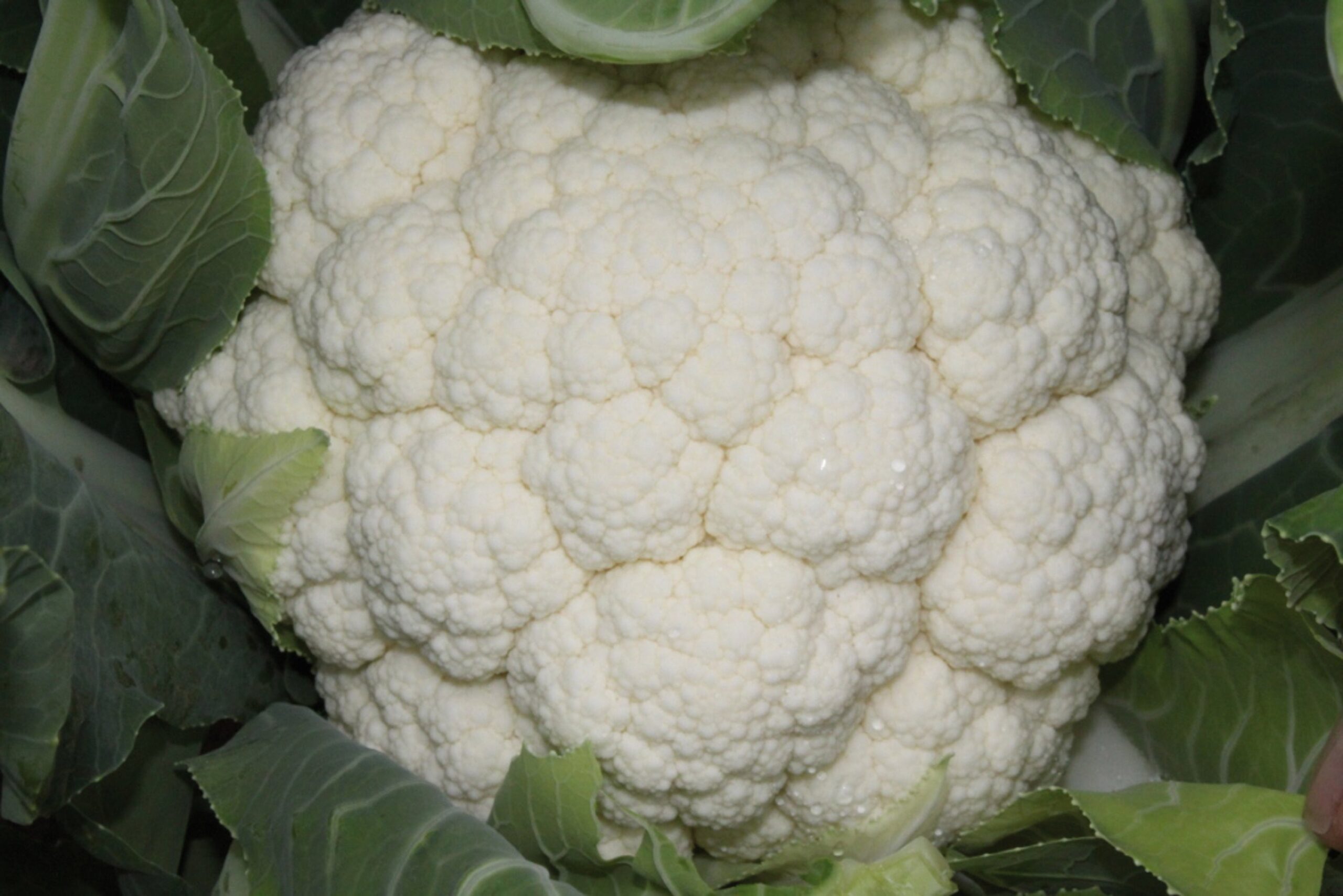 CauliflowerSkywalker-scaled-1.jpg