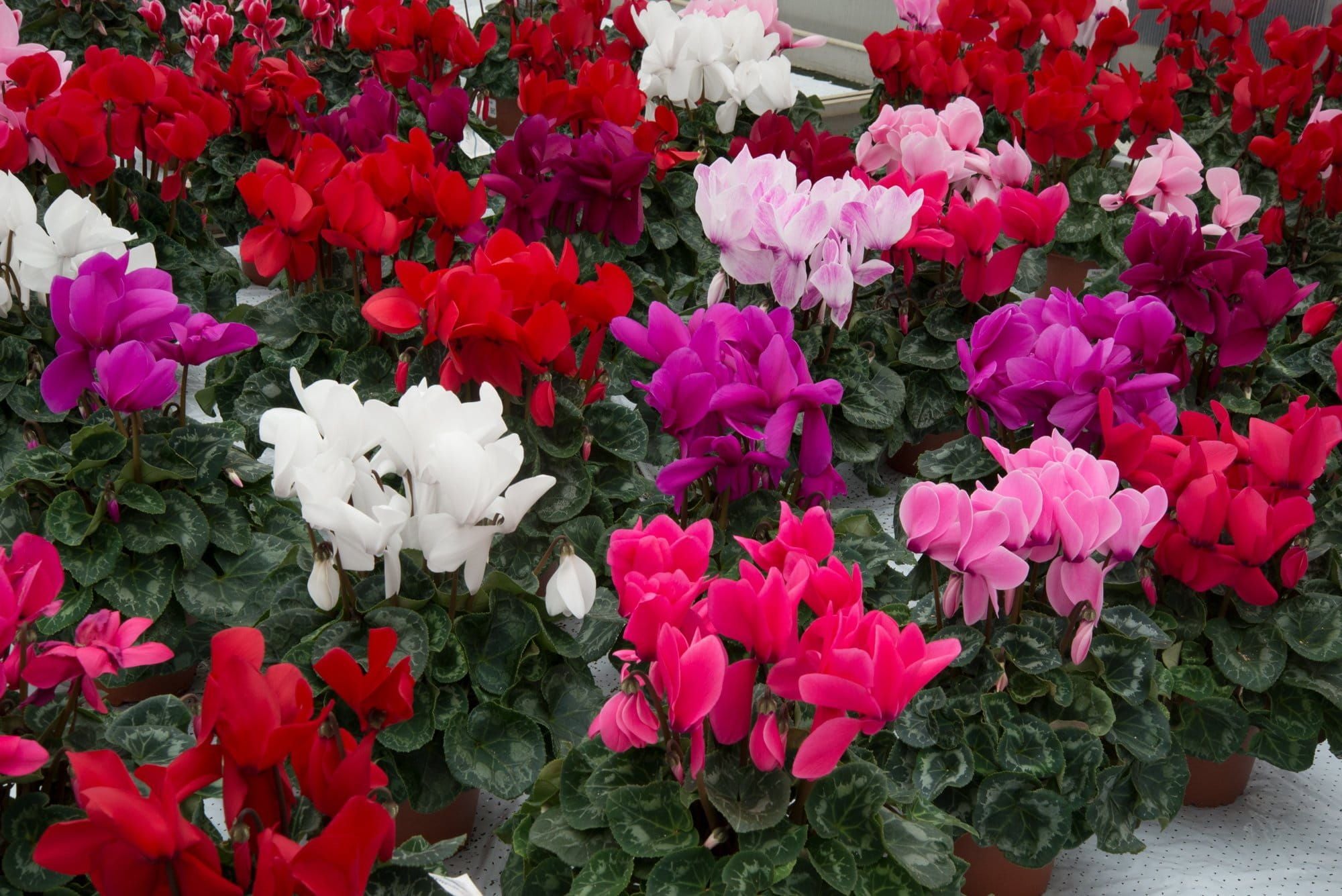 Cyclamen_Halios_Mixed_01_comp_5bb69d42-cbb3-4f74-b1d6-928ea985dc4f.jpg
