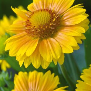 Gaillardia Grandiflora Arizona Apricot Seeds