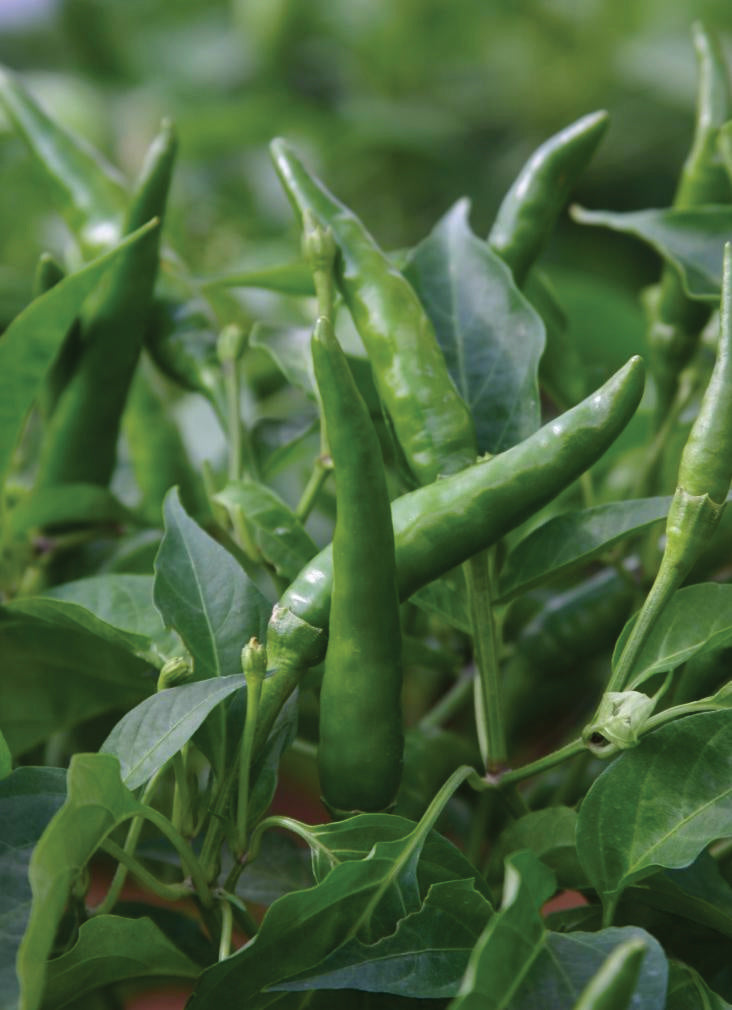 HotPepper_Toofan_Plant.jpg