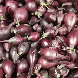 Onion Sets Karmen