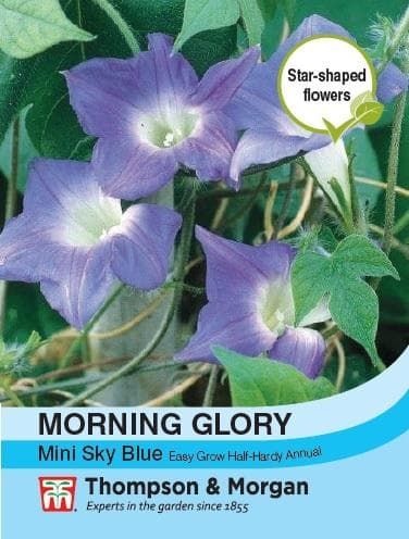 Morning_Glory_Mini_Sky_Blue_ATTKA9967_comp_dbf4a936-6520-4476-b2b3-ce646b7c7fbb.jpg