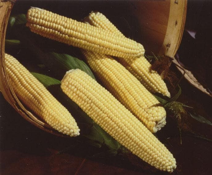 Northern_Xtra_Sweet_comp_ea00bcb3-24fa-49ed-8465-84c27c772798.jpg
