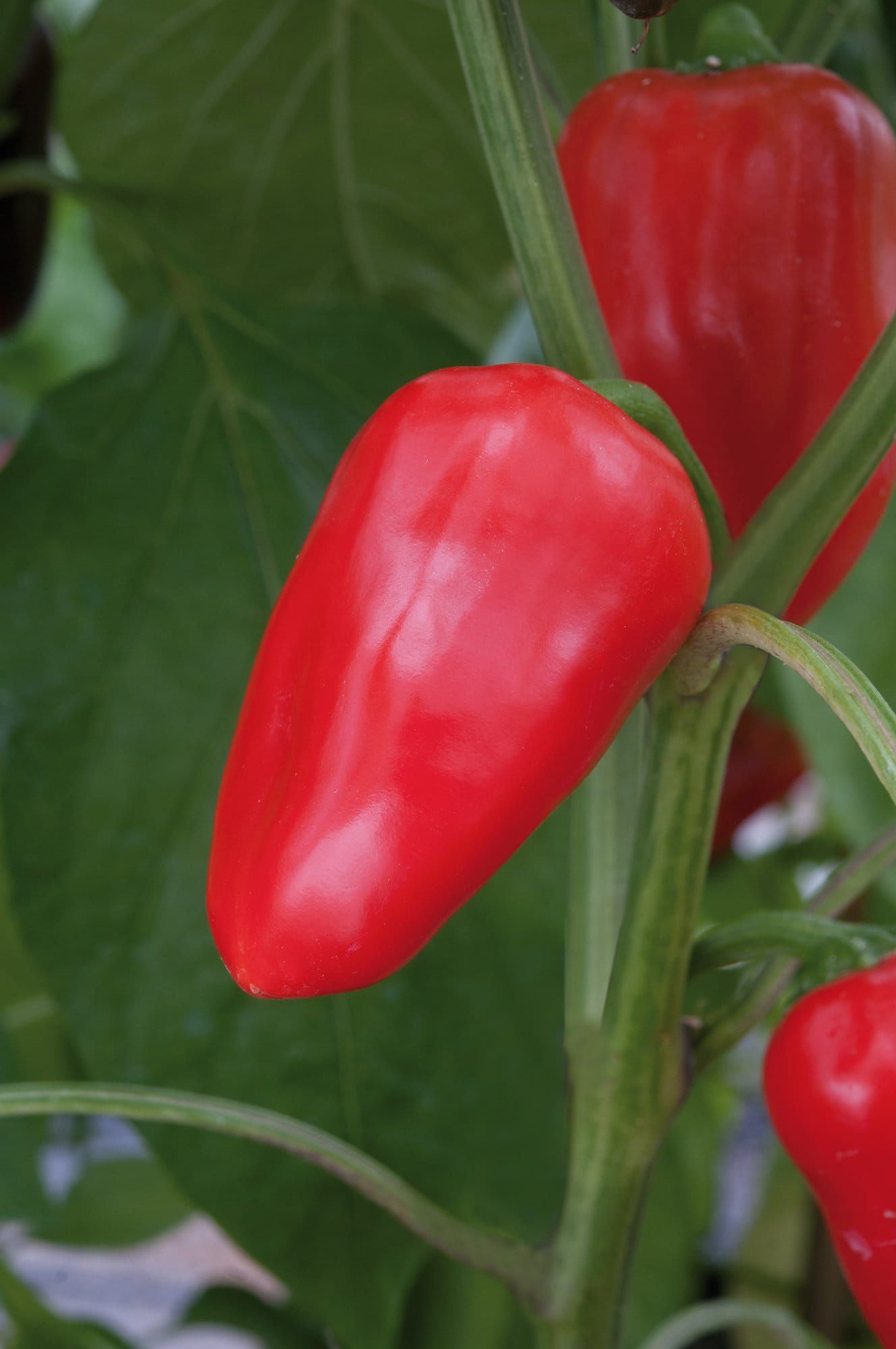 Pepper_Snack_Red_01_comp_3a972554-d06a-4308-a0c1-48f467dda2ad.jpg