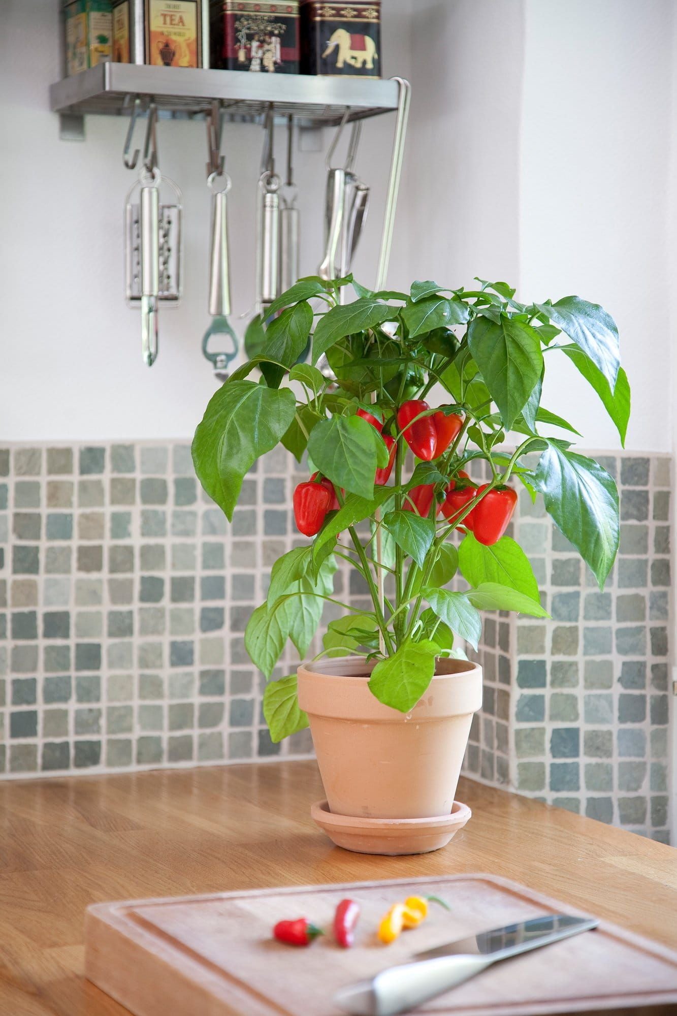 Pepper_Snack_Red_02_comp_ed0e0c80-68ce-4bb0-b41a-fa1f840a82ce.jpg