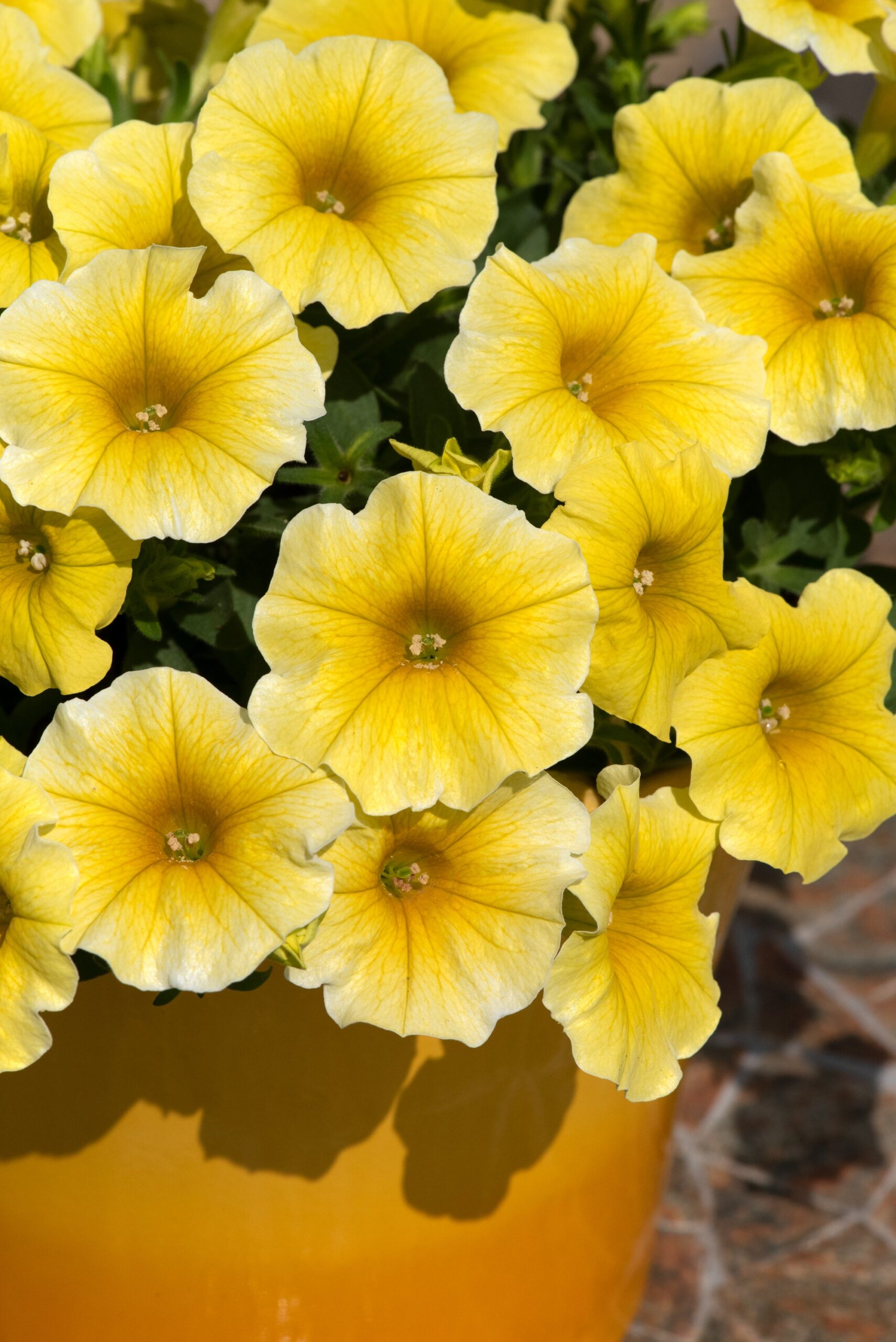 PetchoaCaliburstYellow01-scaled-1.jpg