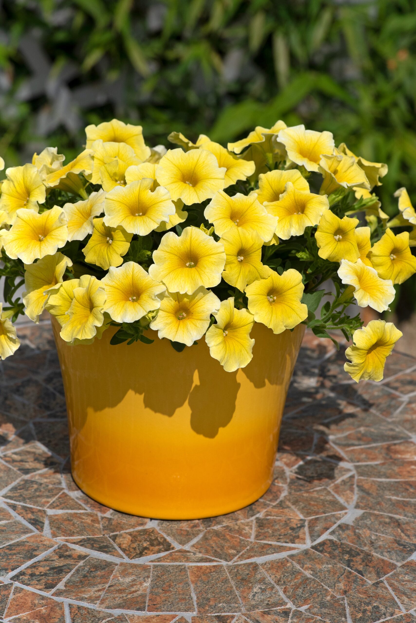 PetchoaCaliburstYellow02-scaled-1.jpg