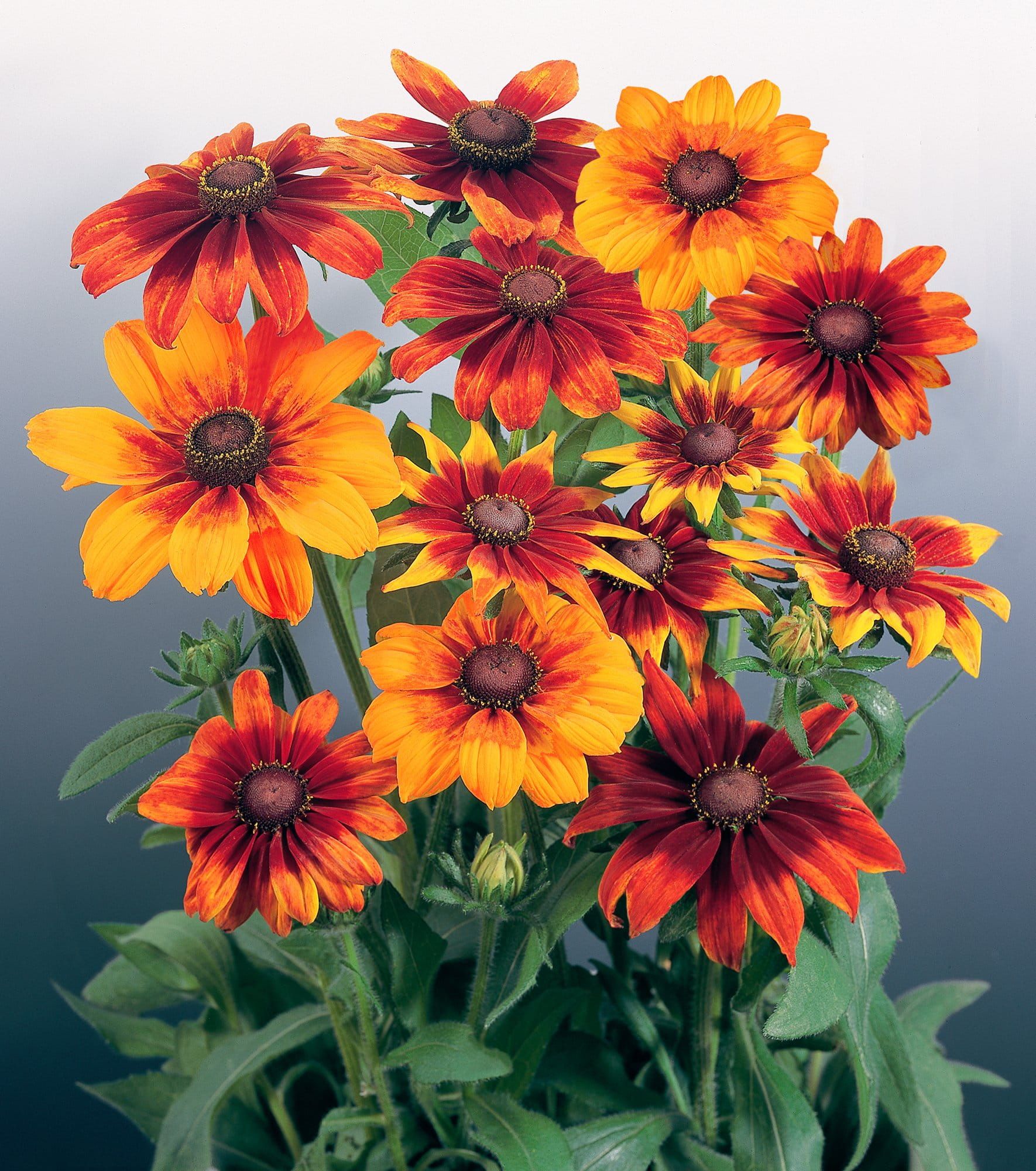 Rudbeckia_Autumn_Colours_02_comp_5d97286b-d806-47df-a29e-dc76fb54104a.jpg