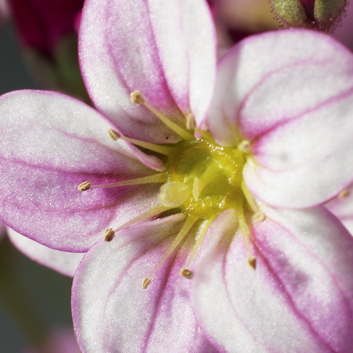 Saxifraga_Highlander_Rose_Shades_Bloom_51975.jpg