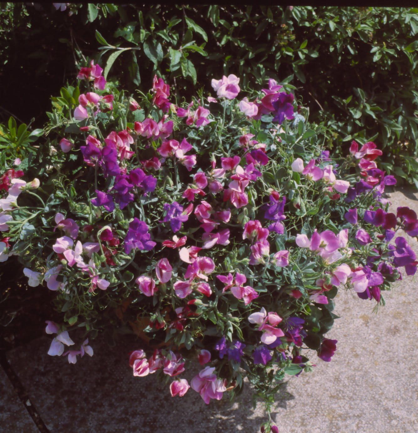 Sweet_Pea_Cupid_Mix_comp_1aa6099a-2401-4b7d-917d-be5cc8ac1dba.jpg