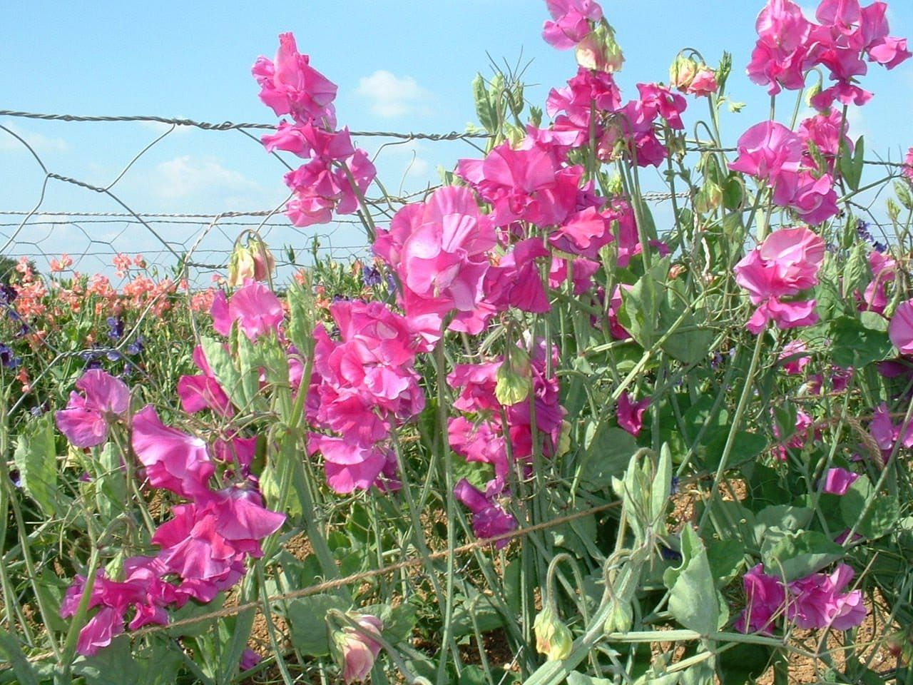 Sweet_Pea_Eclipse_comp_c2581a0a-02f7-4b03-b1d7-04f5b3a0c793.jpg