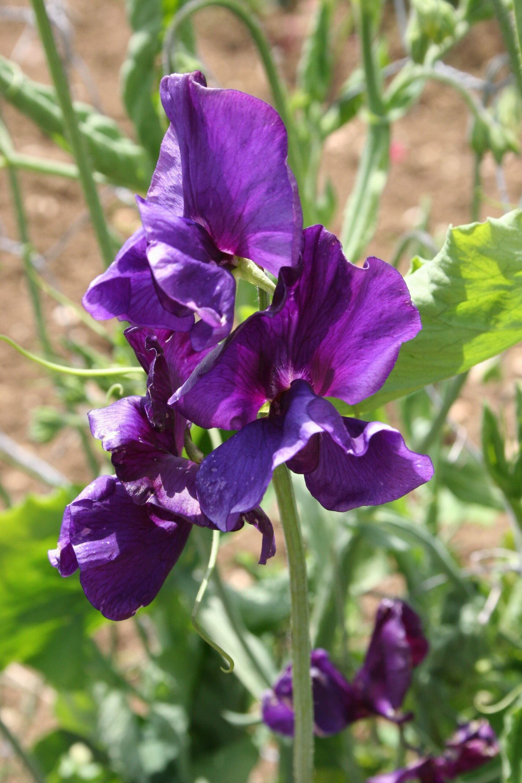 Sweet_Pea_Pluto_comp_68429f9b-8336-47bd-a2ff-7860358ccfbf-scaled-1.jpg