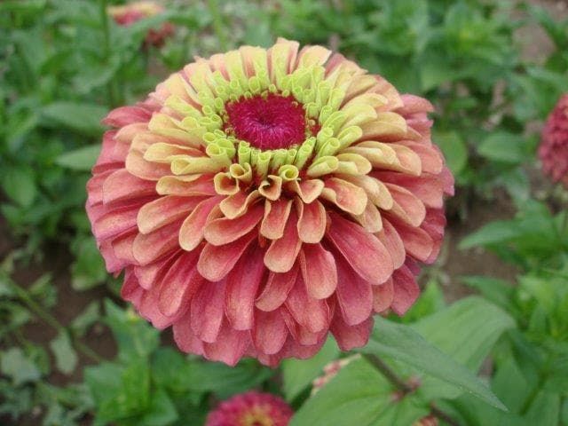 Zinnia_Queen_Red_Lime_comp_e1075611-111b-4b5b-9d4f-903312665987.jpg