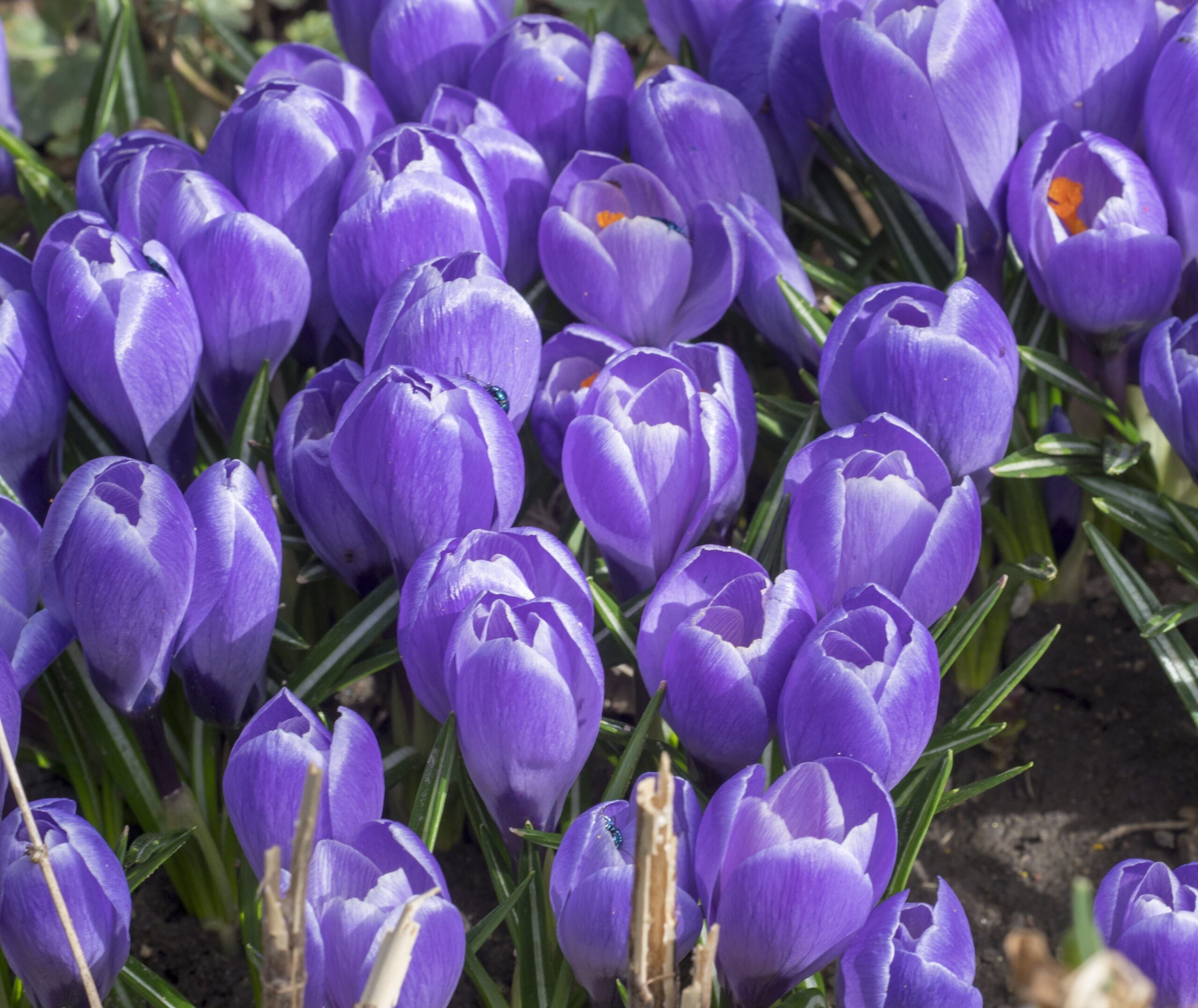 bluecrocus_comp_a7c1d323-5fac-4a04-81e1-f0ab8b8140e5-scaled-1.jpg