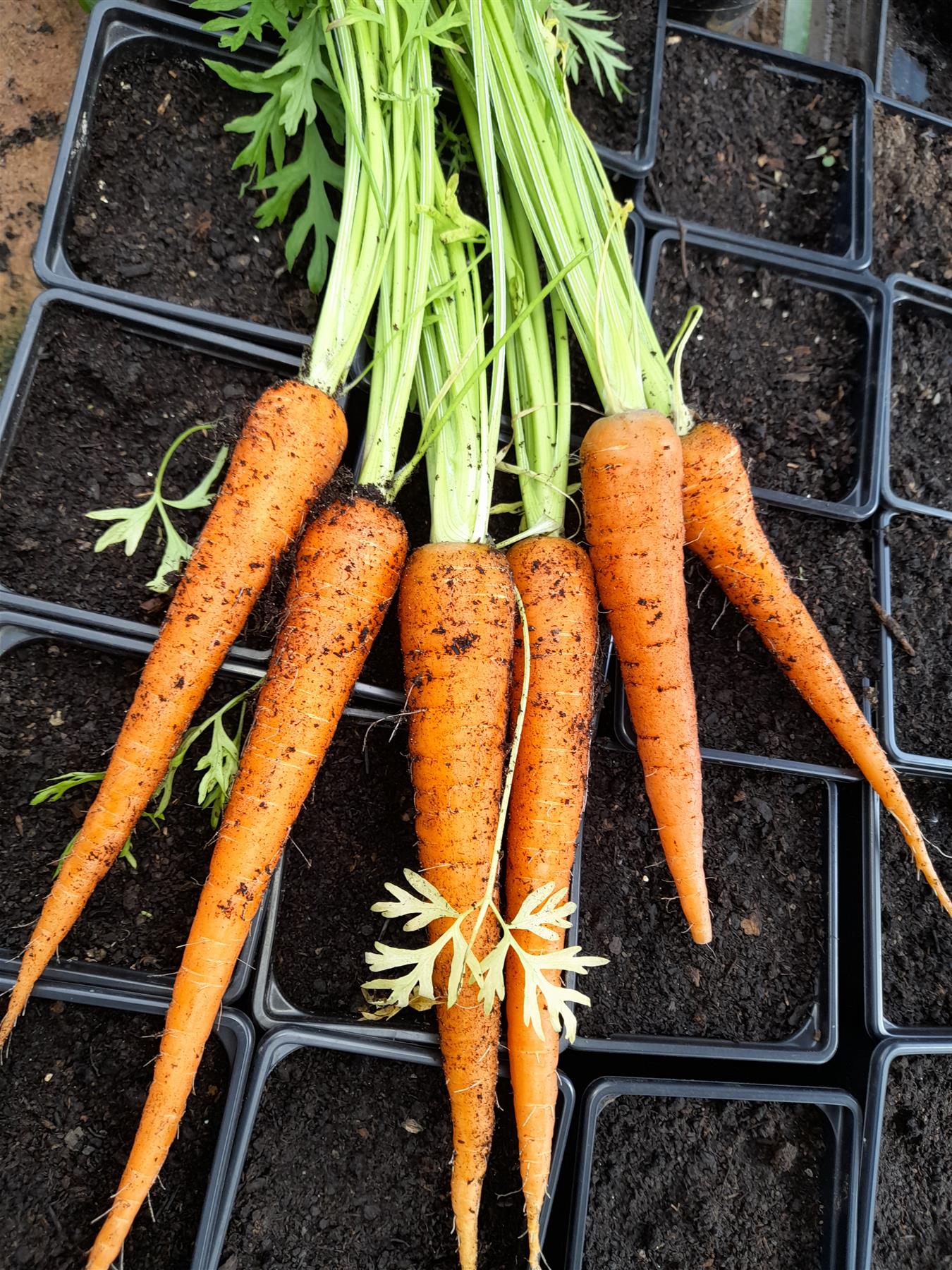 carrot_eb130cd5-a5bd-47c6-9664-a7f11a030703.jpg