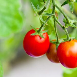 Tomato Lizzano F1 Hybrid Seeds