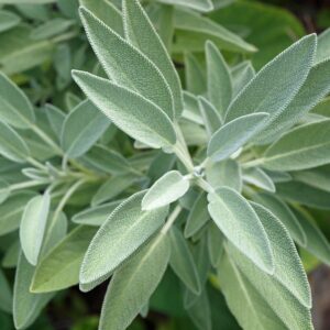 Organic Herb Sage Seeds