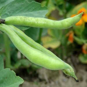 Broad Bean Crimson Flowered Seeds