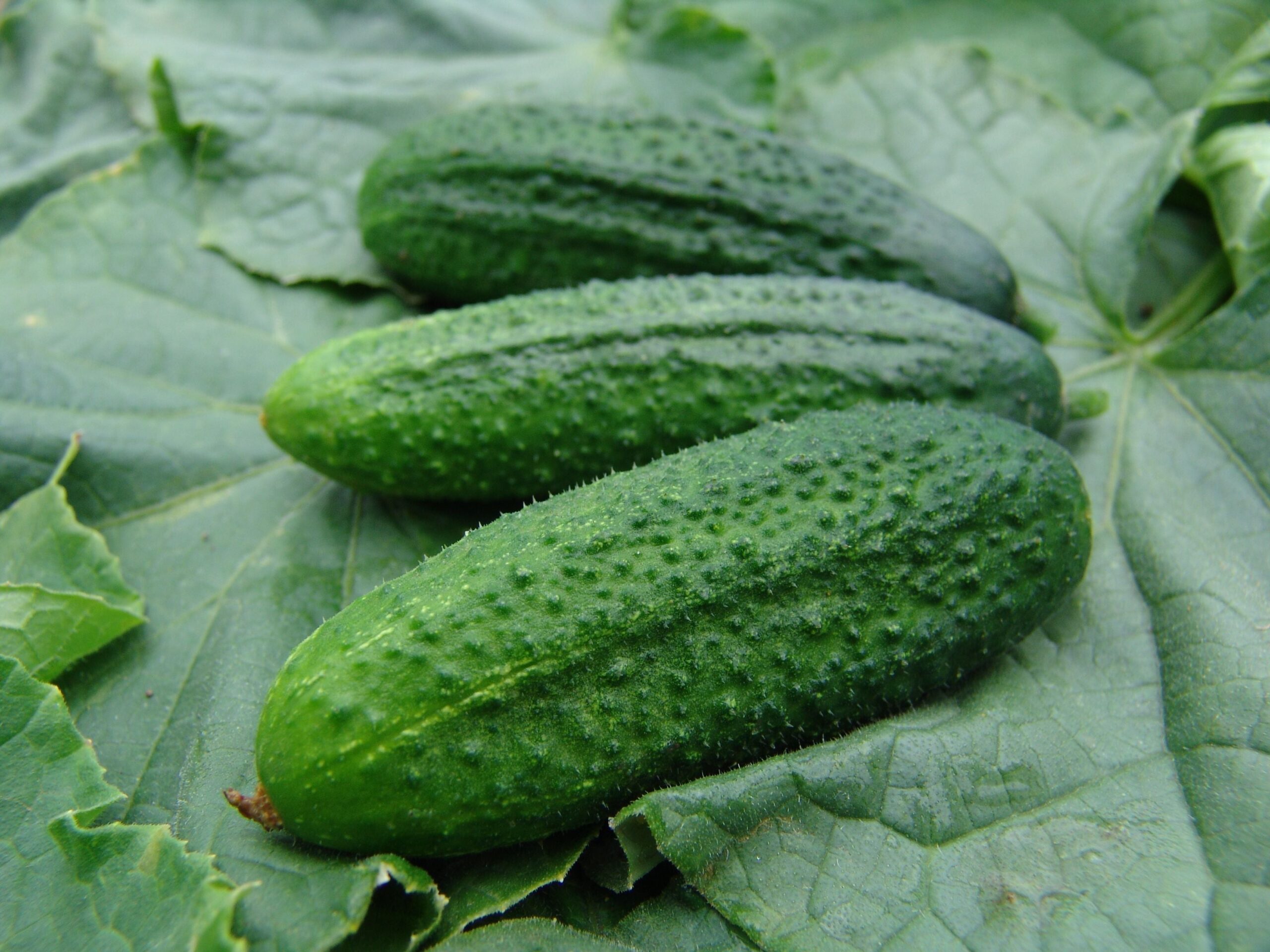 gherkin_comp_f4da6641-e447-48fe-b1ae-8592ebd245e1-scaled-1.jpg