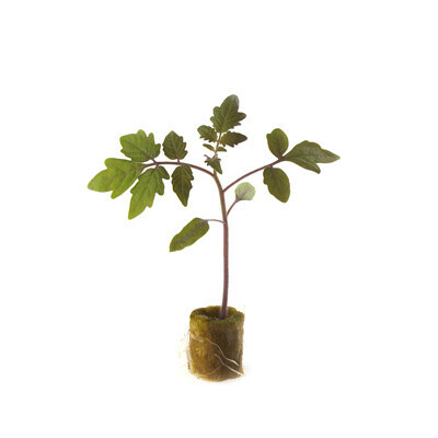 root1.png