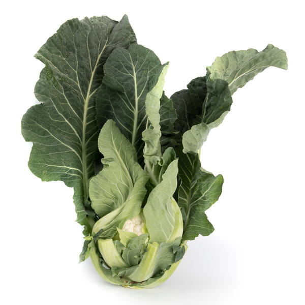 tramont2.png